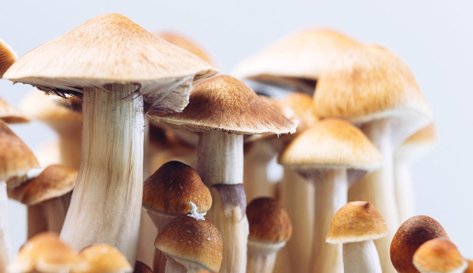 Une poignée de psilos, les fameux champignons magiques