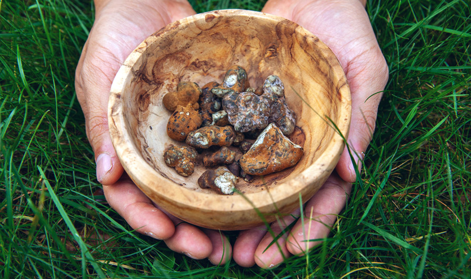 A bowl of psychedelic truffles in a retreat