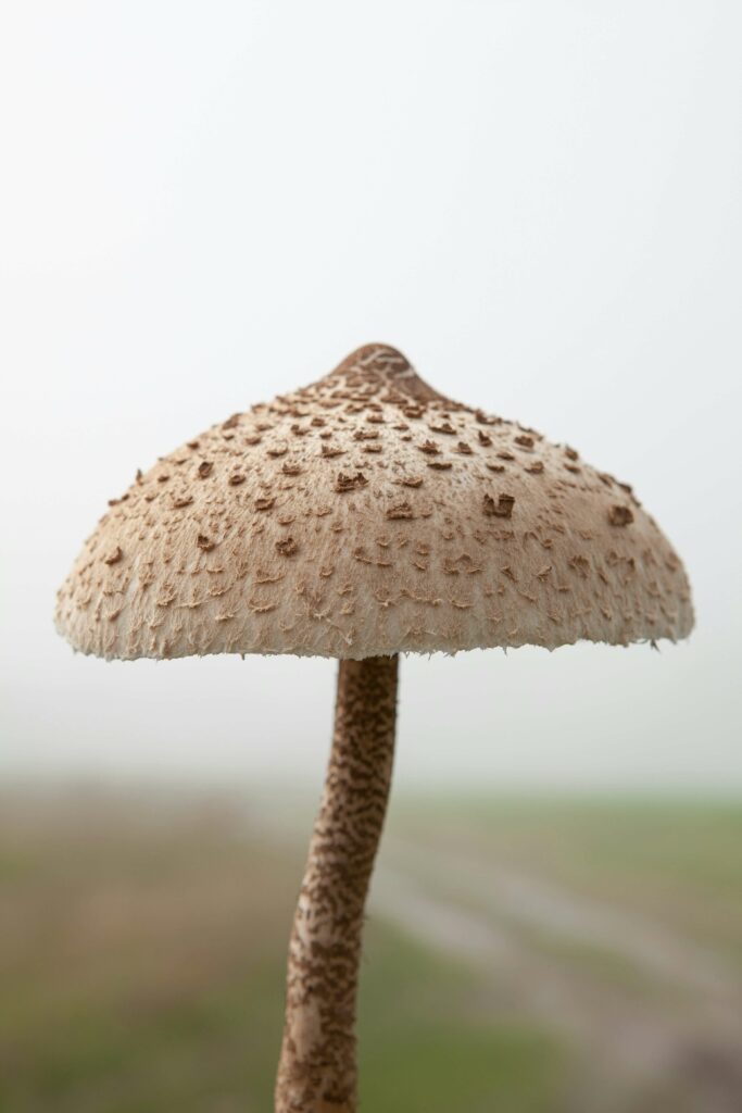 Mushroom
