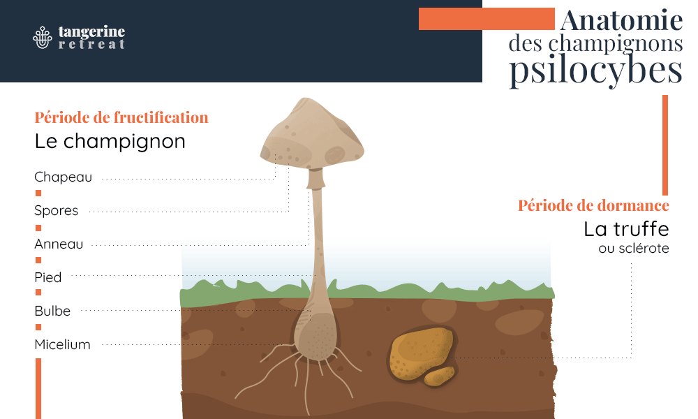 Infographie : Anatomie du champignon hallucinogène, Psilocybe cubensis