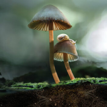Poster of the Netflix Fantastic Fungi documentary