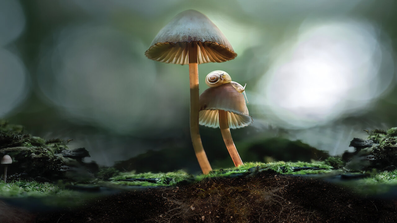 Poster du documentaire Netflix : Fantastic Fungi