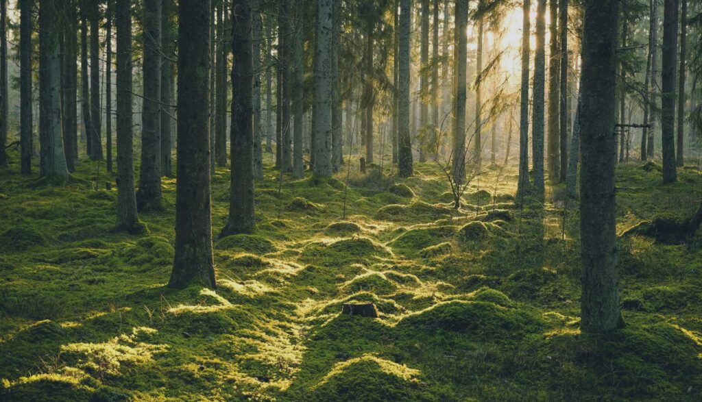 Mind enlightment in the middle of nature