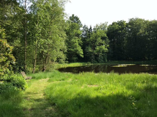 The forest near the retreat place