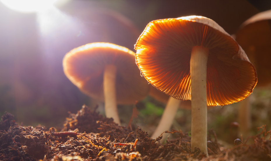 Quelques champignons poussent sur l'humus d'une forêt