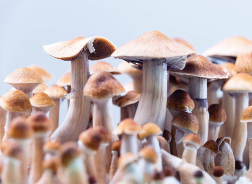 Une poignée de champignons hallucinogènes prêts pour un voyage unique