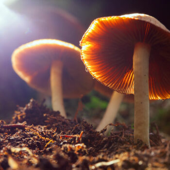 quelques champignons poussant sur l'humus d'une forêt