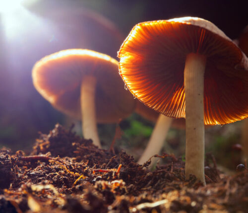 quelques champignons poussant sur l'humus d'une forêt