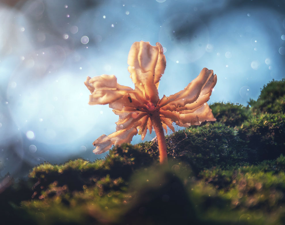 A mushroom, growing in nature