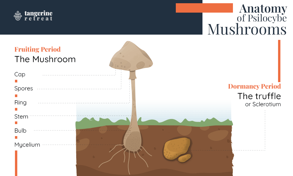 Infographic: Anatomy of the Hallucinogenic Mushroom, Psilocybe cubensis