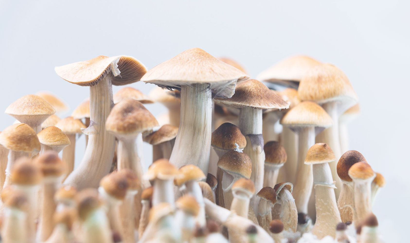 A group of natural psilocybin mushrooms
