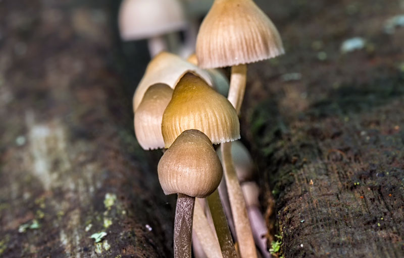 Des champignons magiques poussant dans une forêt en France