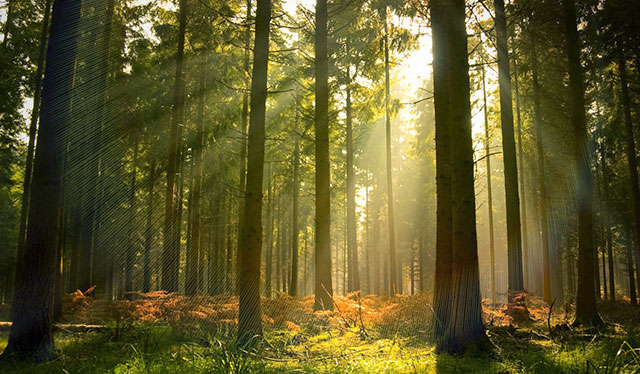 A relaxing forest in the Netherlands