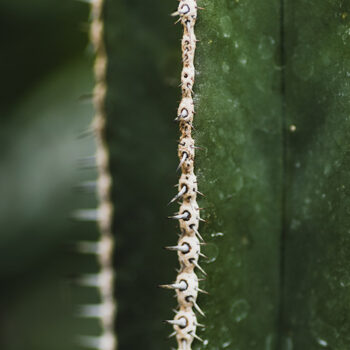 Close-up image of the San Pedro psychedelic cactus,