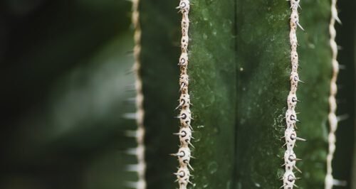 Close-up image of the San Pedro psychedelic cactus,