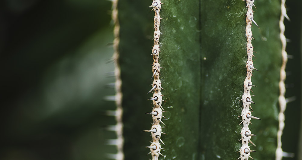 Gros plan du cactus psychédélique, San Pedro