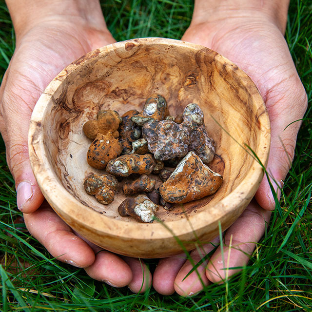 Truffes à la psilocybine.